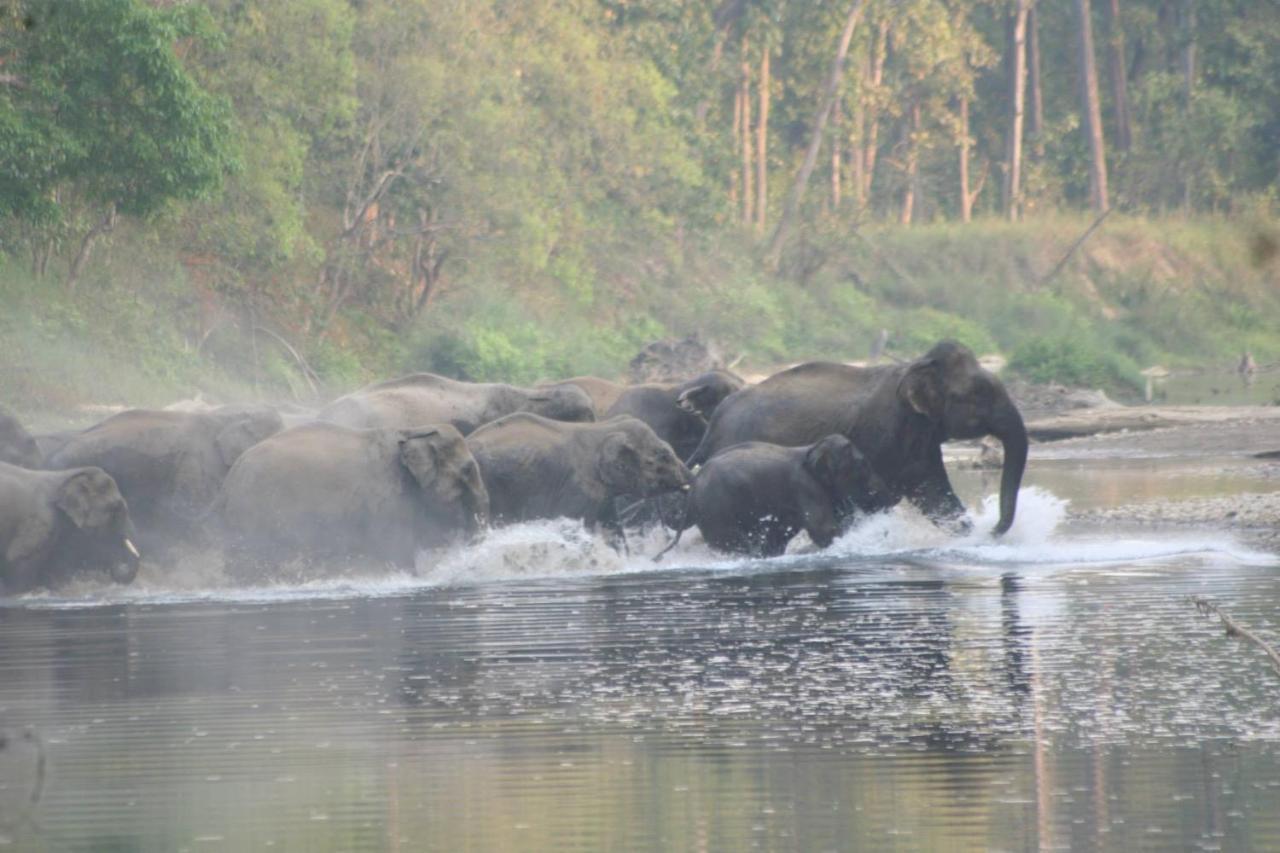 Mango Tree Lodge Bardiya Экстерьер фото