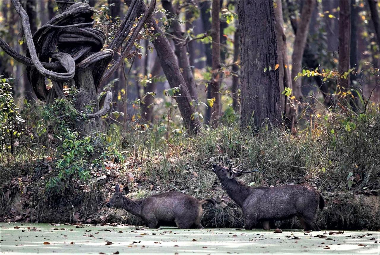 Mango Tree Lodge Bardiya Экстерьер фото